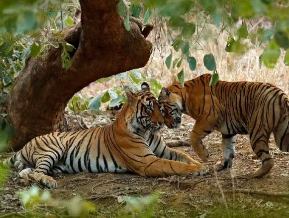 Golden Triangle with Ranthambore